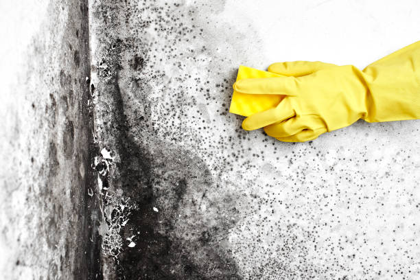 Best Attic Mold Remediation in Highland, UT