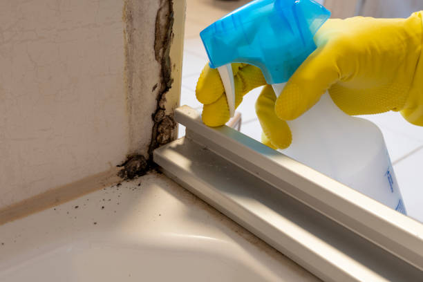 Best Commercial Mold Remediation in Highland, UT