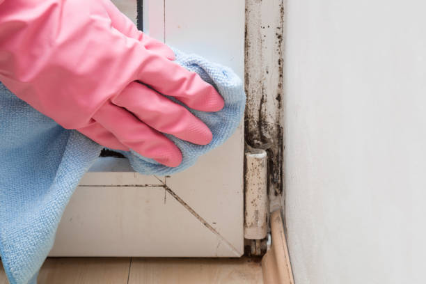 Best Residential Mold Remediation in Highland, UT